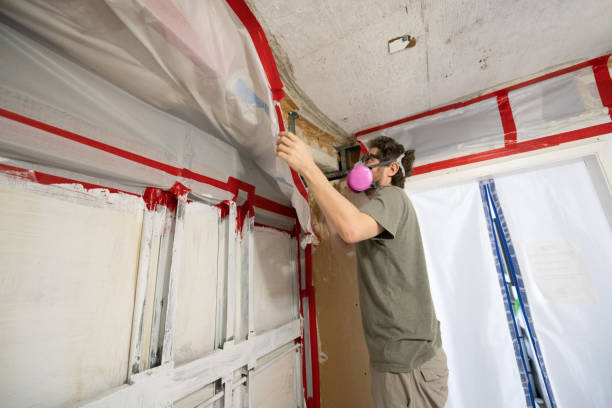 Best Attic Mold Removal  in Windy Hills, KY